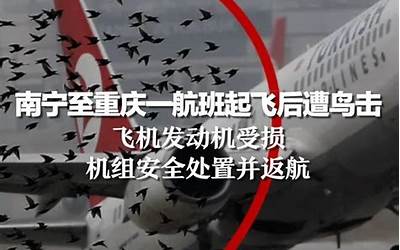 南宁至重庆一航班遭鸟击返航 飞机为何怕鸟？瞬间冲击力可达4吨